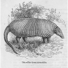 Il Grande Armadillo - Stampa