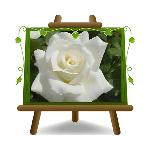 Rosa rampicante fiore grande - rampicante,