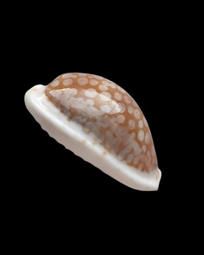 Shell conchiglia cypraea - shell,