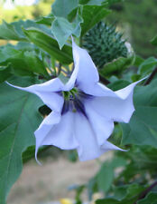 🔥 Datura lilla/viola 15