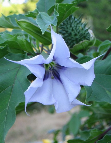 Datura lilla viola 15 - 🔥,