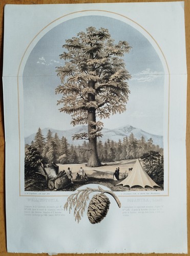 Albero sequoia wellingtonia - albero,
