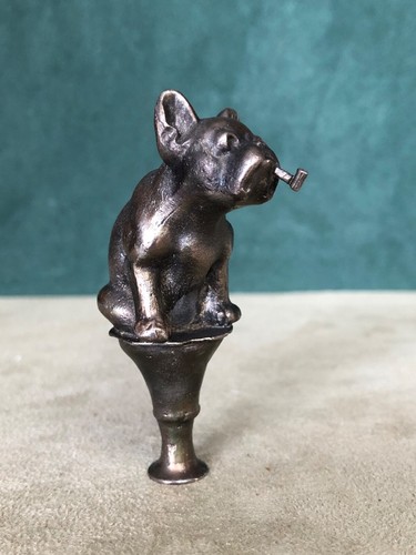 Boston terrier cane toro - boston, terrier/cane