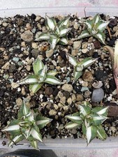 RARE!! AGAVE TITANOTA