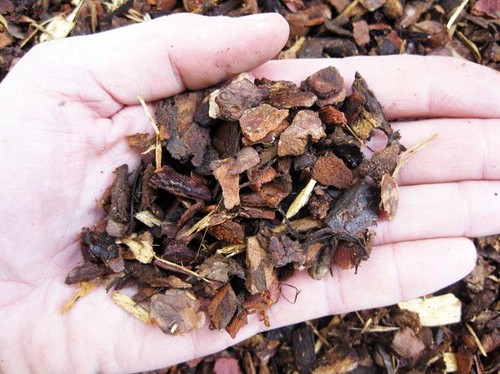 Corteccia larice rossa - di,