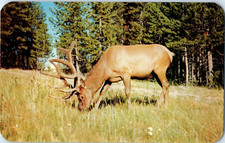 Alce Con Un Bel Gruppo Di