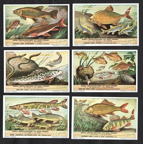 Freshwater fish cards set 1953 - freshwater,