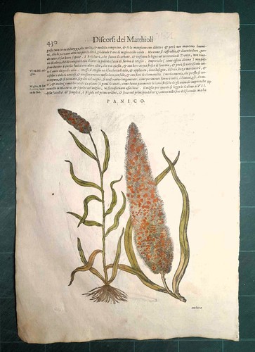 Mattioli matthioli erbario - matthioli,