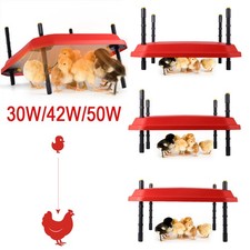 Piastra termica per pulcini