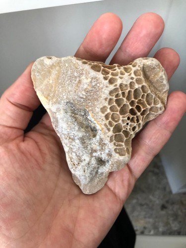 Corallo fossile cuore - corallo,