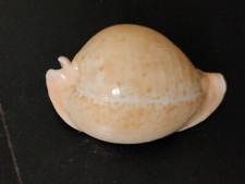 Conchiglia Shell CYPRAEA