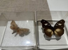2 Farfalle imbalsamate Rare