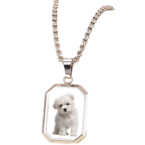 Maltese dog pet - dog, silver