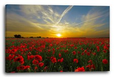 Tela/Cornice Immagini di fiore Campo di papavero Campo di papaveri al tramonto