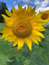 500 semi GIRASOLE gigante+omaggio 200+omaggio 200 semi ipomea colore fucsia/blu