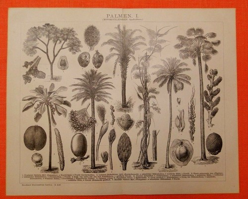 Palme iii mari - sud, cocco