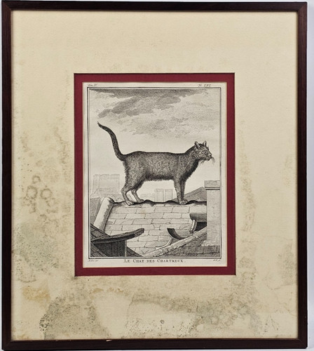 Stampa antica 1756 buffon - 1756,