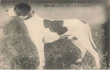 Cani #MK52798 Cane Pointer