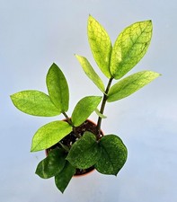 Zamioculcas Zamiifolia Camaleonte Con Più Germogli