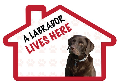 Chocolate labrador lives here - chocolate,