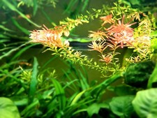 5x piante/talee di Rotala