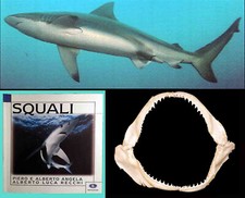 Mascella Bocca Squalo