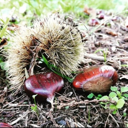 Castagne vallerano dop - di, in