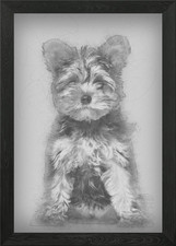 Yorkshire Terrier cucciolo 3