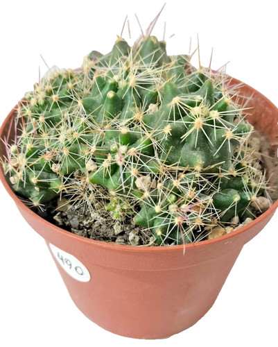 Thelocactus garciae ø10 - thelocactus,