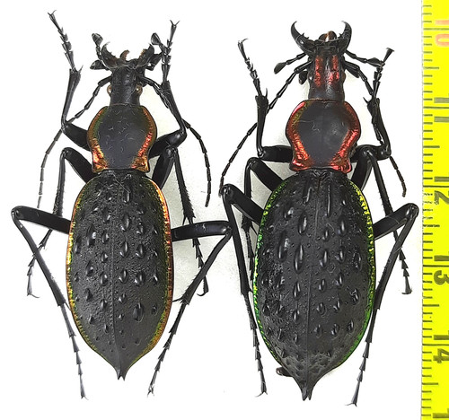 Carabidae carabus - carabidae,,