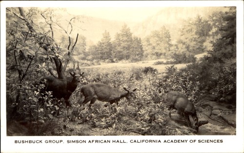 Bushbuck antelope group - antelope, ~