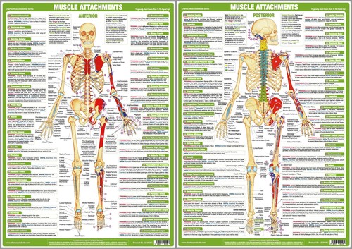 Grandi attacchi muscolari - grandi,