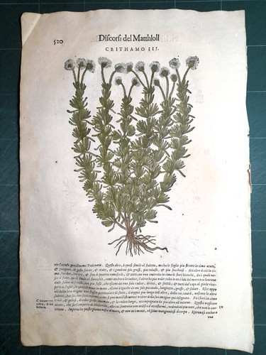 Mattioli matthioli erbario - mattioli,