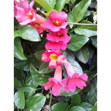 Bignonia cherere "Distictis buccinatoria" pianta in vaso ø9 cm con canna h 60 cm