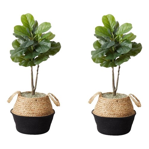 Albero fico foglia - di,