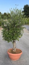 PIANTA DI ULIVO ALBERELLO bonsai in ciotola 70 altezza 140 CM  (foto reali)