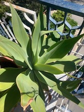 Agave attenuata diametro - , 40cm