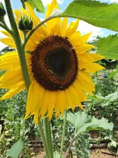 20 SEMI DI GIRASOLE GIGANTE +