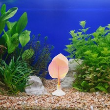  Amaca con cuscinetto a foglie