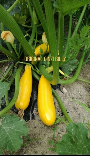 Semi zucchina gialla - zucchina,