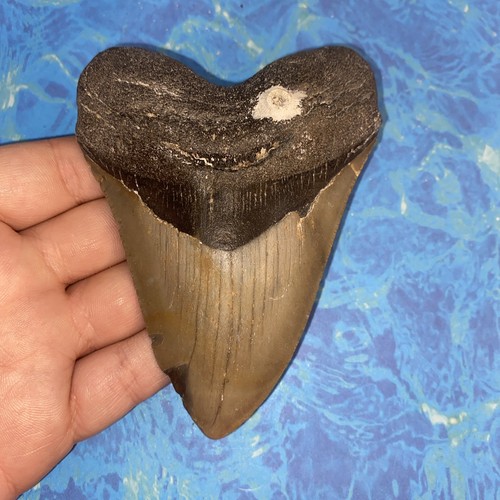 Megalodonte dente squalo - megalodonte, di
