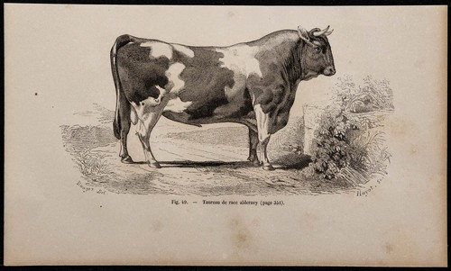 1860 toro razza alderney - -,