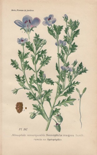 Carpino - , insignis)