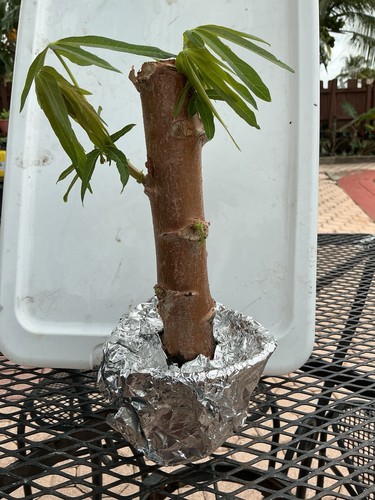 Golden cassava cuttings - cassava,