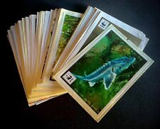 Collezione COOP - Figurine WWF