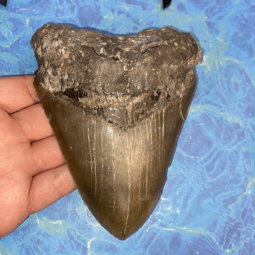 Megalodonte dente squalo - dente,