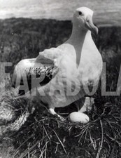 Foto vintage Animali, Un