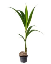 Pianta di PALMA DA COCCO 'Cocos Nucifera' - in vaso - H. pianta 100/120 cm