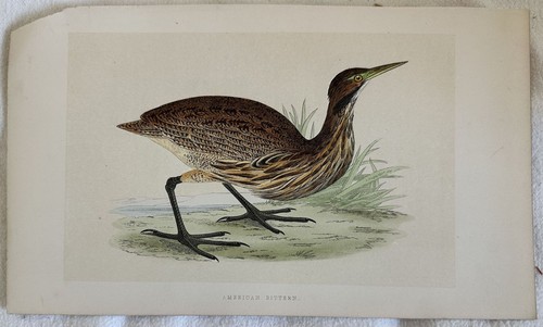 American bittern botaurus - bittern,