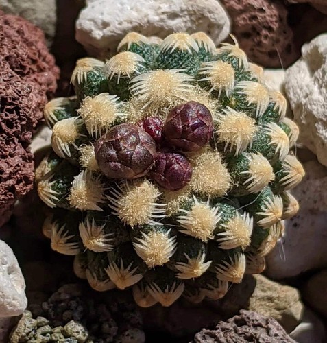 Pediocactus knowltonii seeds - knowltonii,